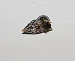 IMG 7575