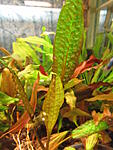 Cryptocoryne hudoroi01