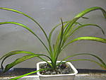 wiridis 0001