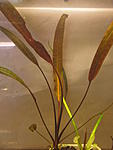 Cryptocoryne affinis sp red04