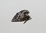 IMG 7571