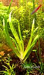 Eriocaulon sp. Ituas