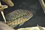 DSC 0067