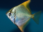 monodactil