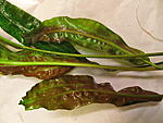Cryptocoryne usteriana02