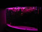 Led Grow