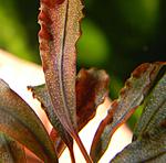DSCN4240