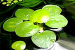   (Limnobium Stoloniferum)