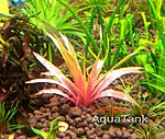 Eriocaulon Quinquangulare