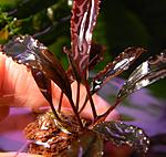 DSCN4238