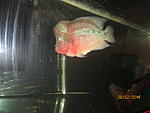 IMG 4571