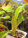 Echinodorus Frans Stoffels5