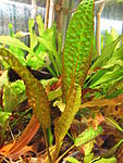 Cryptocoryne hudoroi02