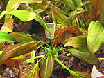 Echinodorus barthii02