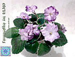 Buckeye Lilac Spring 1 2