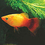 SunsetPlaty