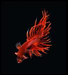 fish photos gallery 8