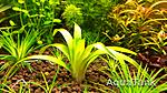 Eriocaulon Minas Star