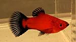 Red Wagtail Platy