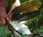 DSCN4431