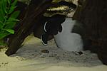 DSC 0696 [  ]