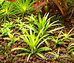 Eriocaulon sp. Minas 2010 N