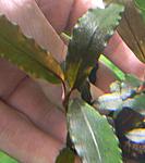 DSCN4427