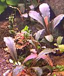 DSCN4530