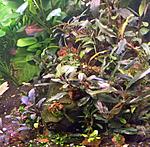 DSCN4527