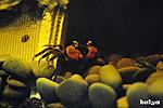 Geosesarma Sp Red Devil