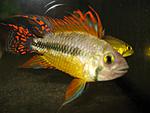   (Apistogramma cacatuoides)   