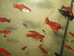 IMG 6456