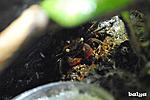 Geosesarma Sp Red Devil