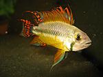   (Apistogramma cacatuoides).