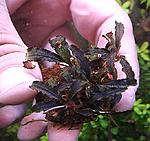 Bucephalandra sp.Kedagang.