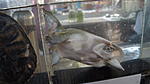DSC09054
