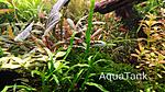AquaTank.100