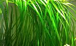  (Vallisneria)