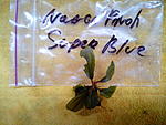 Bucephalandra sp. Nanga Pinoh "Super Blue"