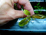 Bucephalandra sp. Shine Blue