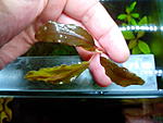 Bucephalandra sp. Copper Leaf