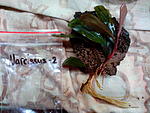 Narcissus-2