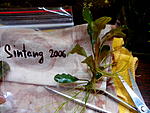Sintang 2006