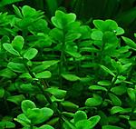   ( Bacopa monnieri )