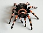 Brachypelma smithi