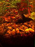 Synodontis eupterus