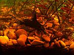  Synodontis eupterus