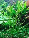 Helantium bolivianus var. angustifolium vesuvium