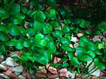 Marsilea sp