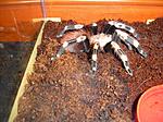 Lasiodora  cristata 28 02 10 L-7